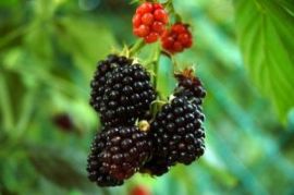 Klicken um zu vergrößern Sauna-Joghurt verschiedene Sorten 10 Kg Brombeere