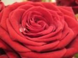 Klicken um zu vergrößern Sauna-Joghurt verschiedene Sorten 10 Kg Rose