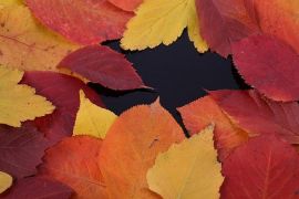 Klicken um zu vergrößern Sauna-Joghurt verschiedene Sorten 10 Kg Herbstlaub