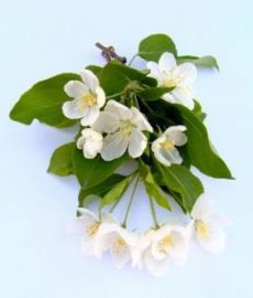 Klicken um zu vergrößern Sauna-Joghurt verschiedene Sorten 10 Kg Apfelblüte