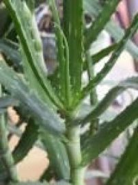 Meersalz verschiedene Sorten 5 Kg Aloe